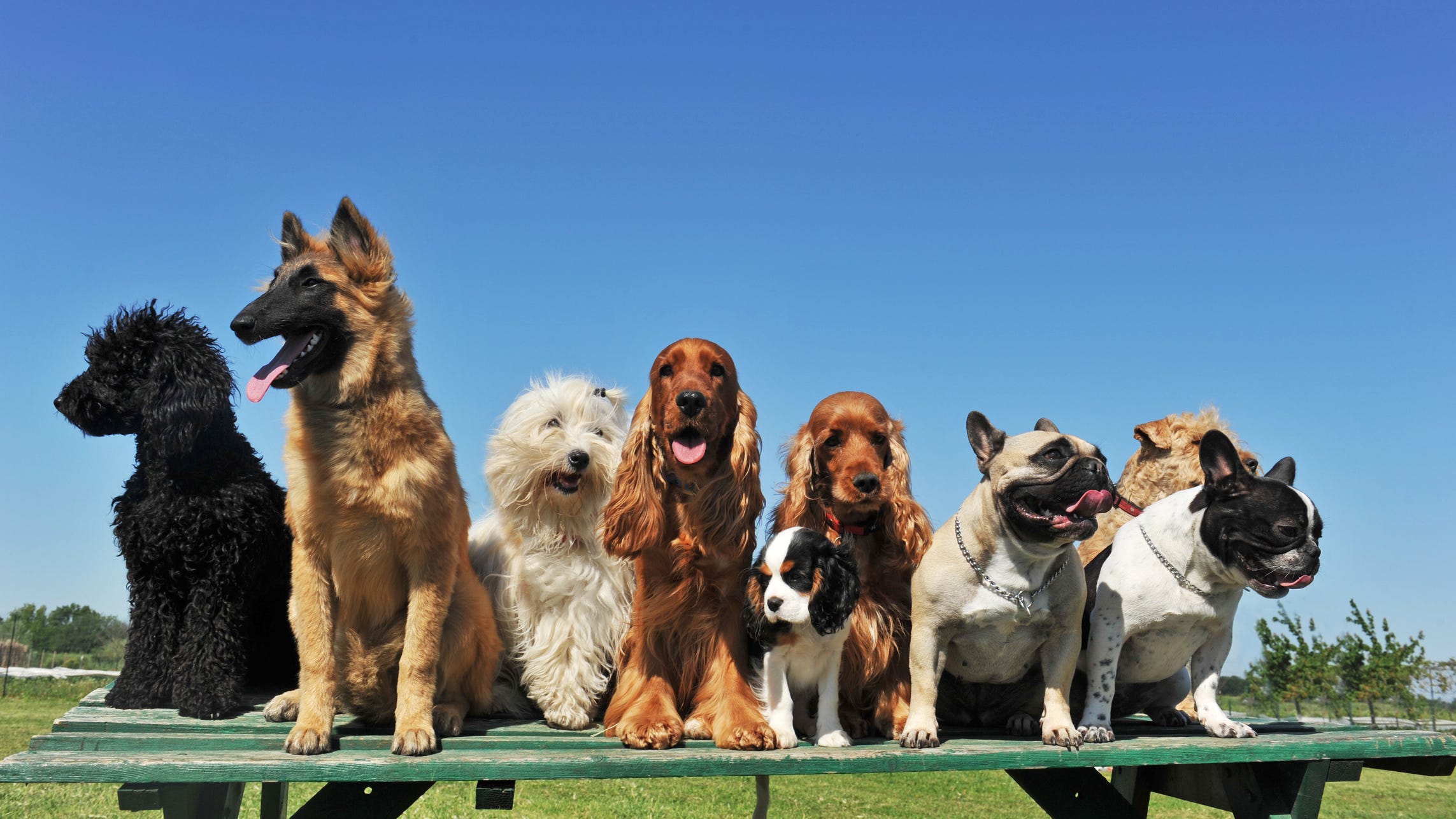 Top dog names in the country revealed