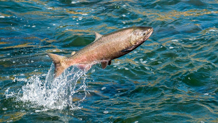 VIDEO: The fish escape – thousands of salmon saved from drought-ridden Lake Sonoma