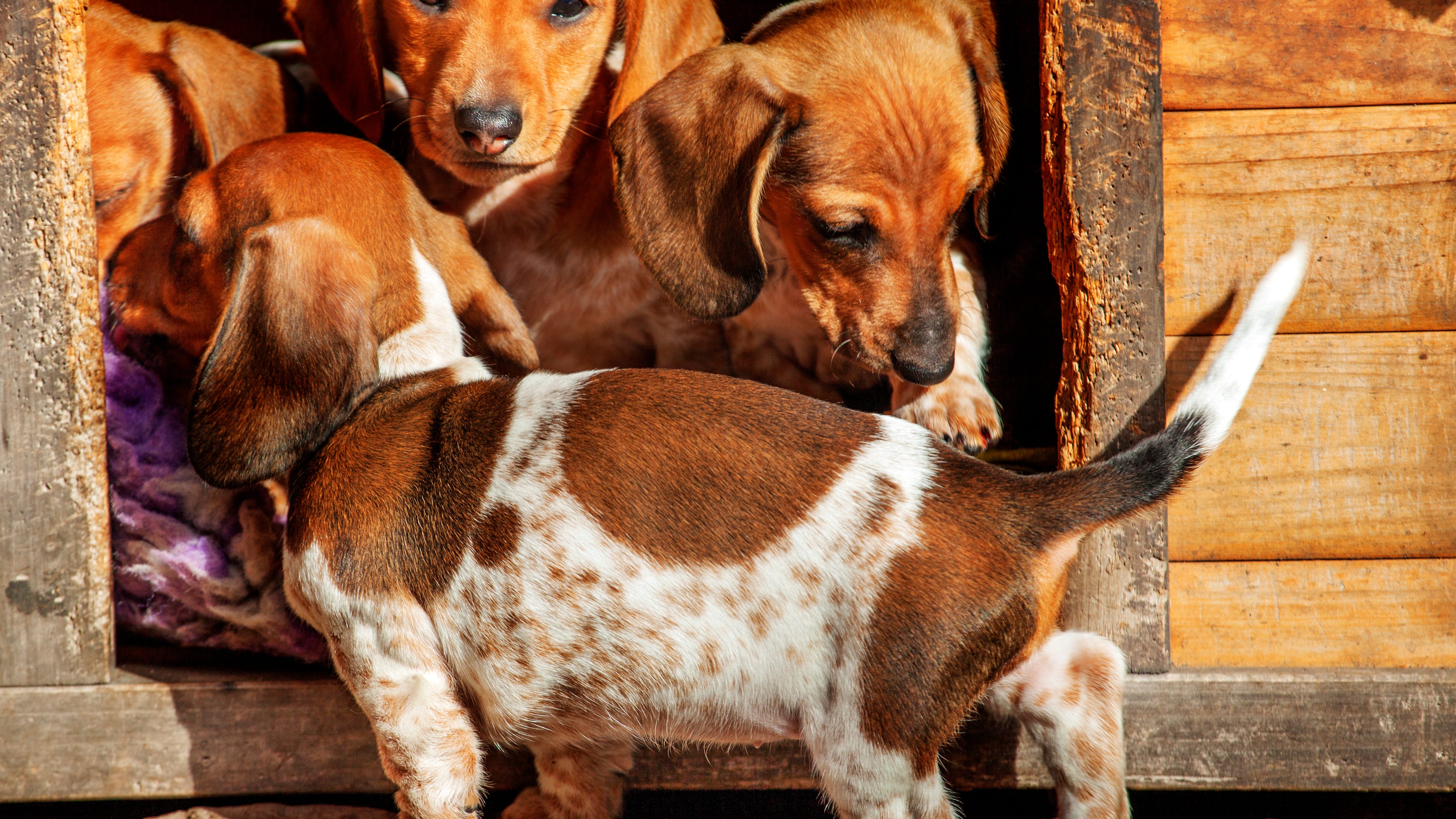 Michigan woman pleads to running puppy mill after authorities seize 135 dogs, 23 horses from her property
