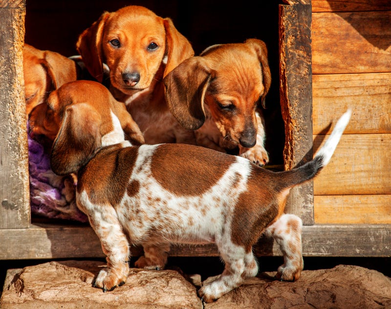 Dachschund puppies