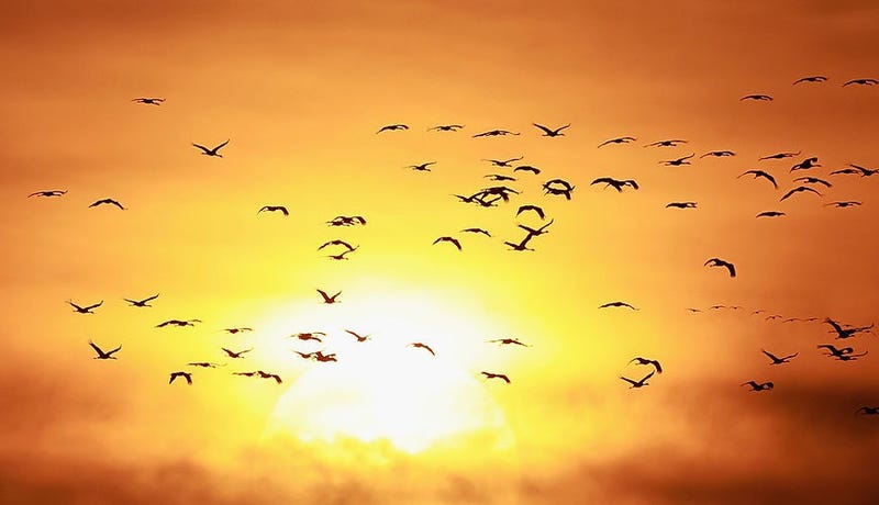 Cranes returning from a day's feeding on local farmland fly past a setting sun on October 4, 2010 near Linum, Germany. 