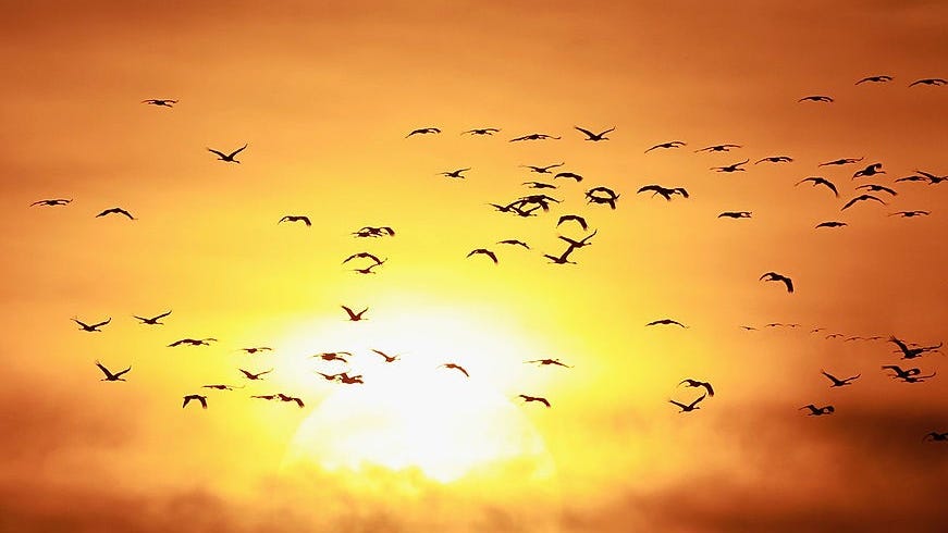 'Birds will starve': California drought threatens native bird migration