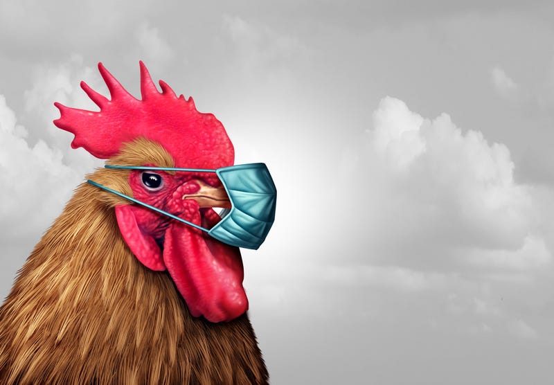 Bird flu 