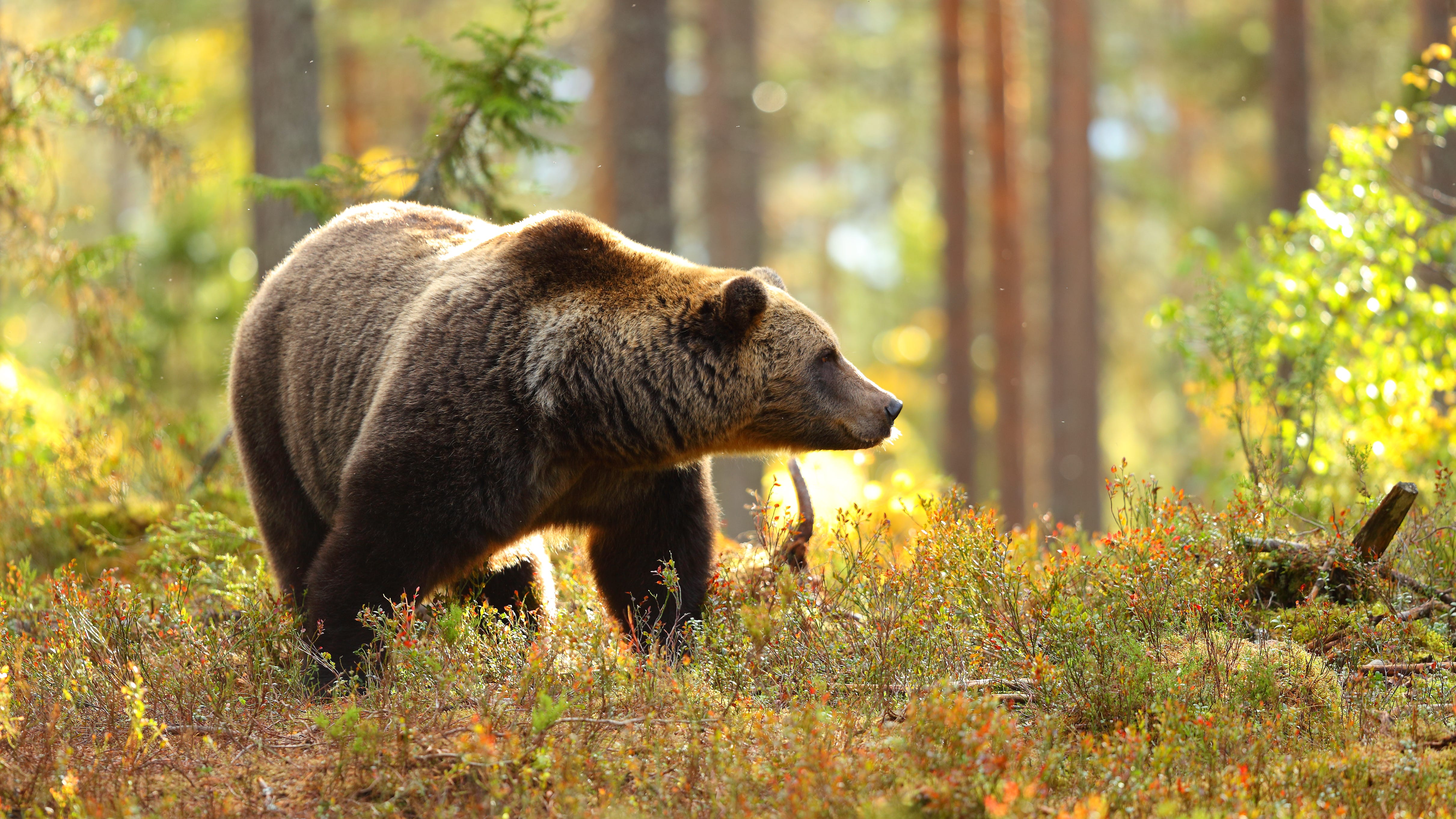 400-pound grizzly bear kills Chico woman at Montana campsite