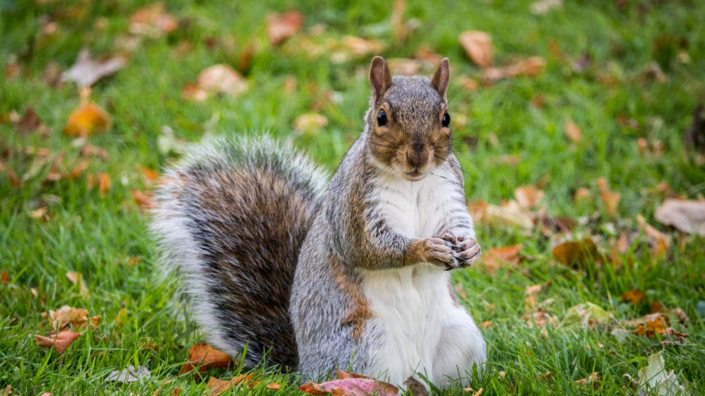 Authorities catch Missouri hunters with 471 dead squirrels, way over legal limit [PHOTO]
