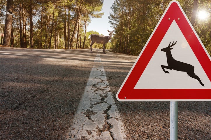 Roadway surrounded by trees, pictured during the day. A deer is standing in the middle of the road. A "deer warning" sign can be seen in the foreground.