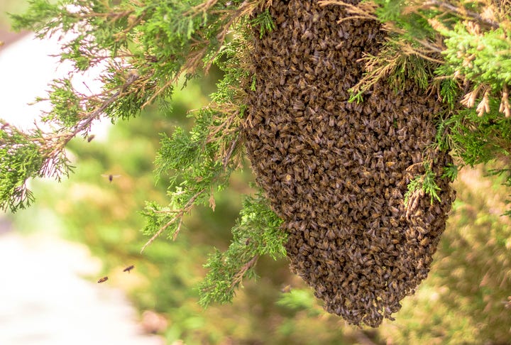 Bees
