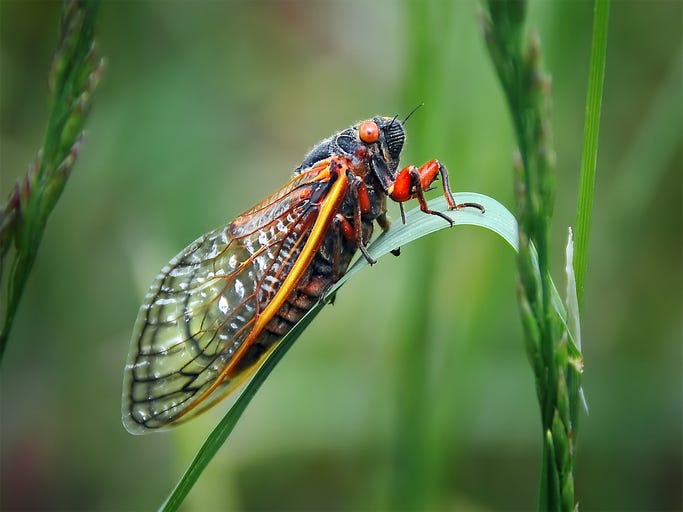 cicada