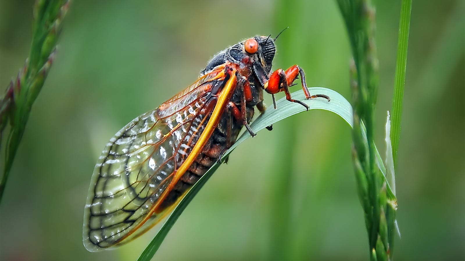 Cicadas are beginning to emerge as the latest creepy new food trend