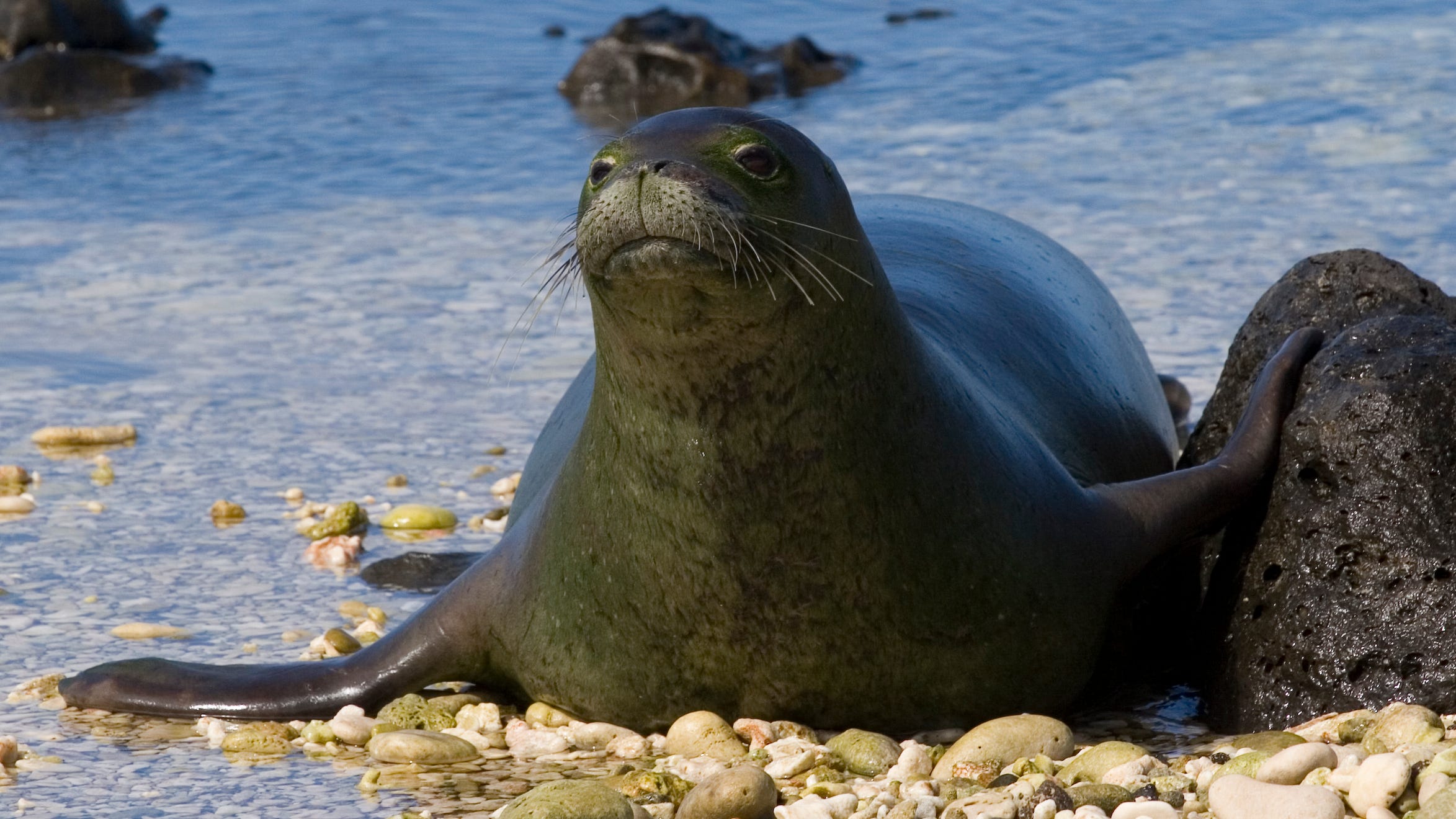 California woman attacked by endangered monk seal in Hawaii