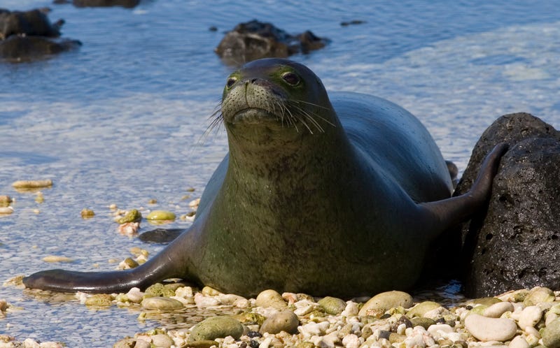 monk seal