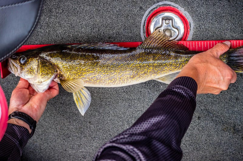Here's something we haven't heard in awhile - the Mille Lacs Lake walleye population is in good shape.