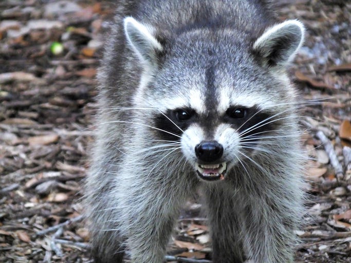 Raccoon attacks at UT