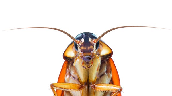 Zoo will name a cockroach after your ex and feed it to an animal on Valentine’s Day
