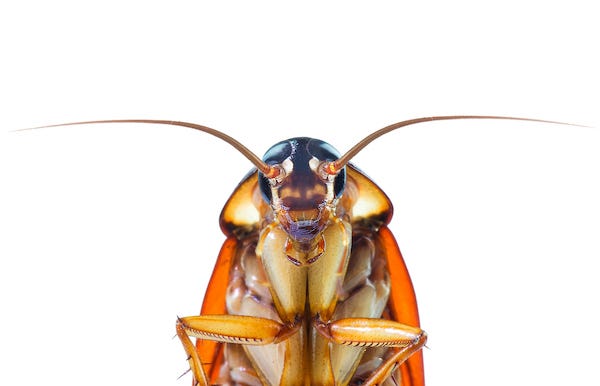 Cockroach on an isolated white background
