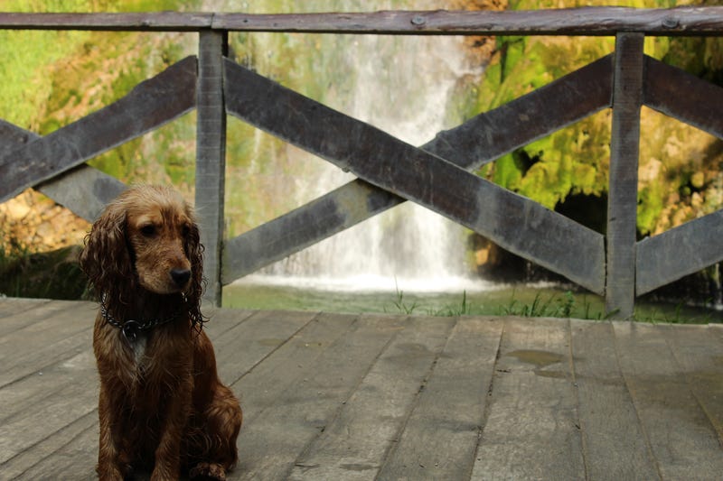 New fencing planned for the Minnehaha Dog Park has created some tension among those opposed to the measure.