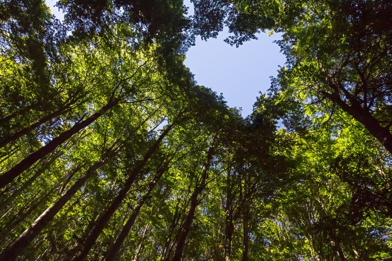 Treetop with hole shaped like heart