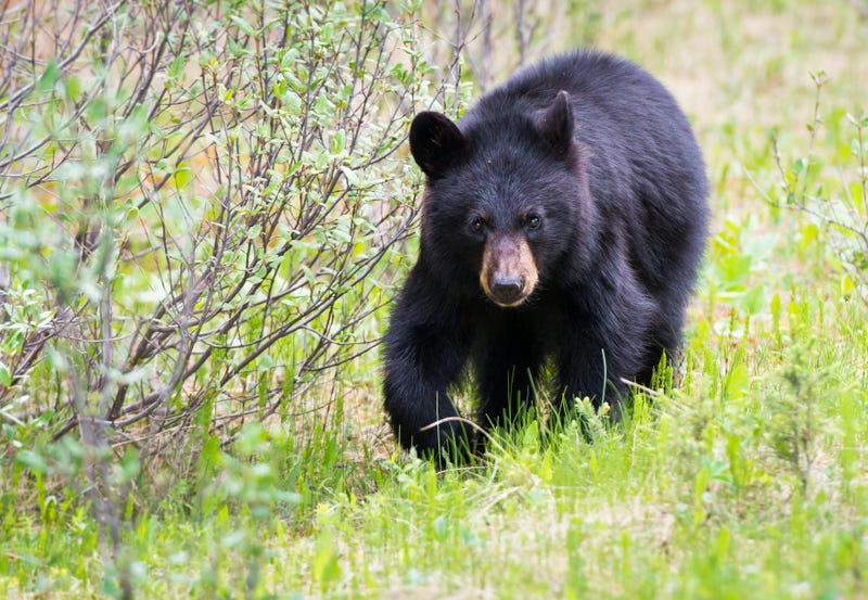 Black bear in the wild