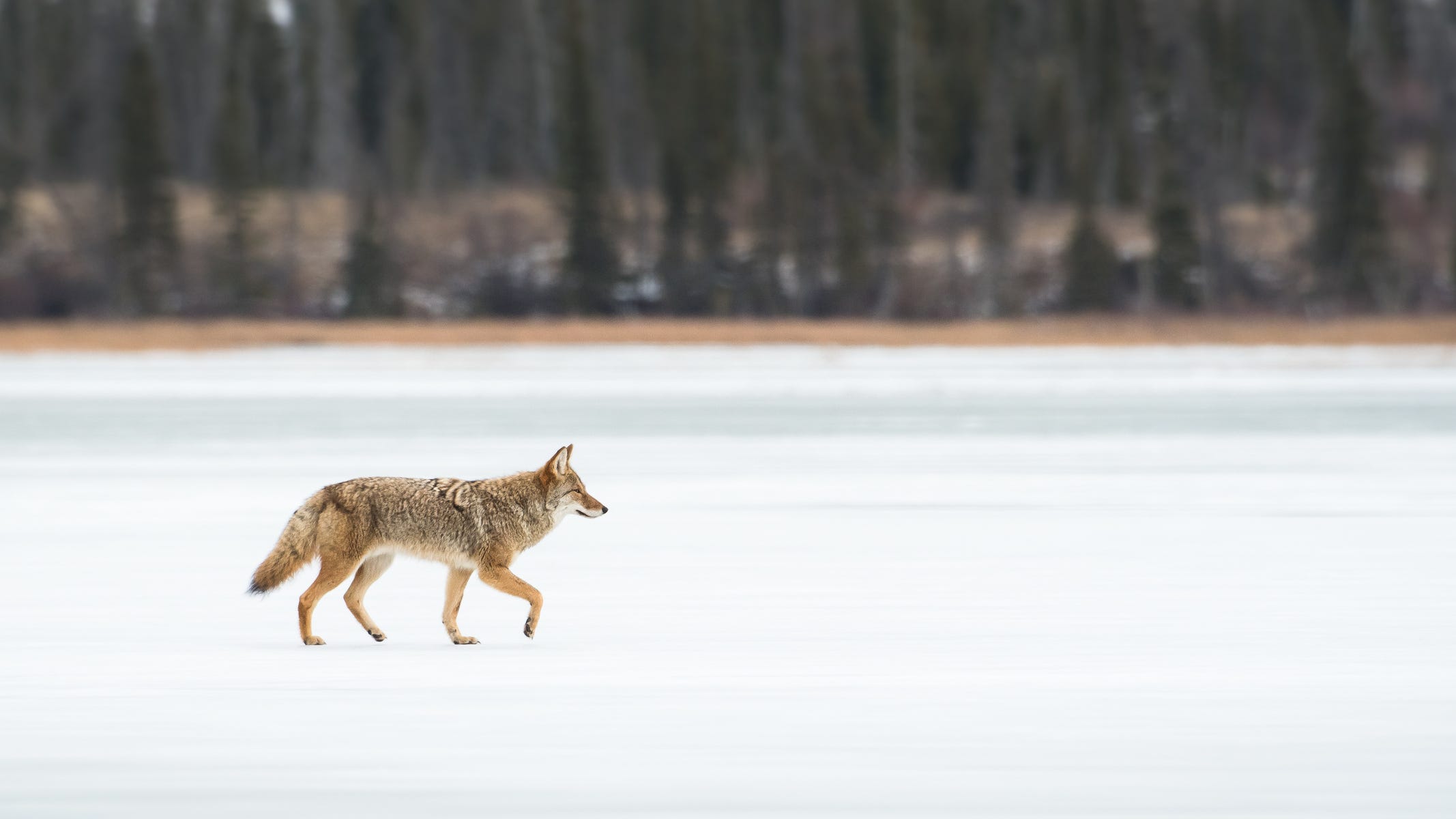 Oakland County deputies fear badly injured coyote fell through ice after rescue attempt on Watkins Lake