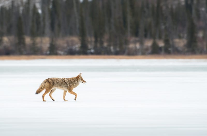 Authorities attempting to rescue a coyote suffering from gunshot wounds off dangerous ice in Waterford Township fear the worst after attempts to reach the wild animal failed.
