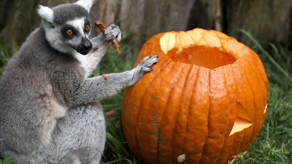 Lemur thief charged with violating the Endangered Species Act