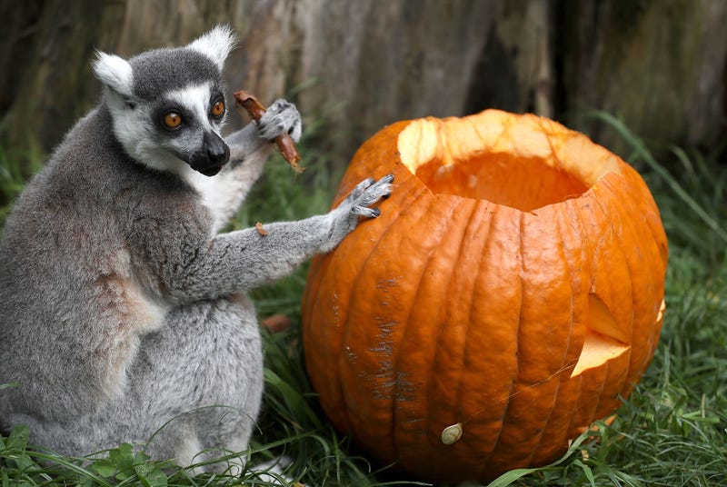 A Ring-Tailed Lemur eats seeds out of a pumpkin at the San Francisco Zoo on October 26, 2018 in San Francisco, California.