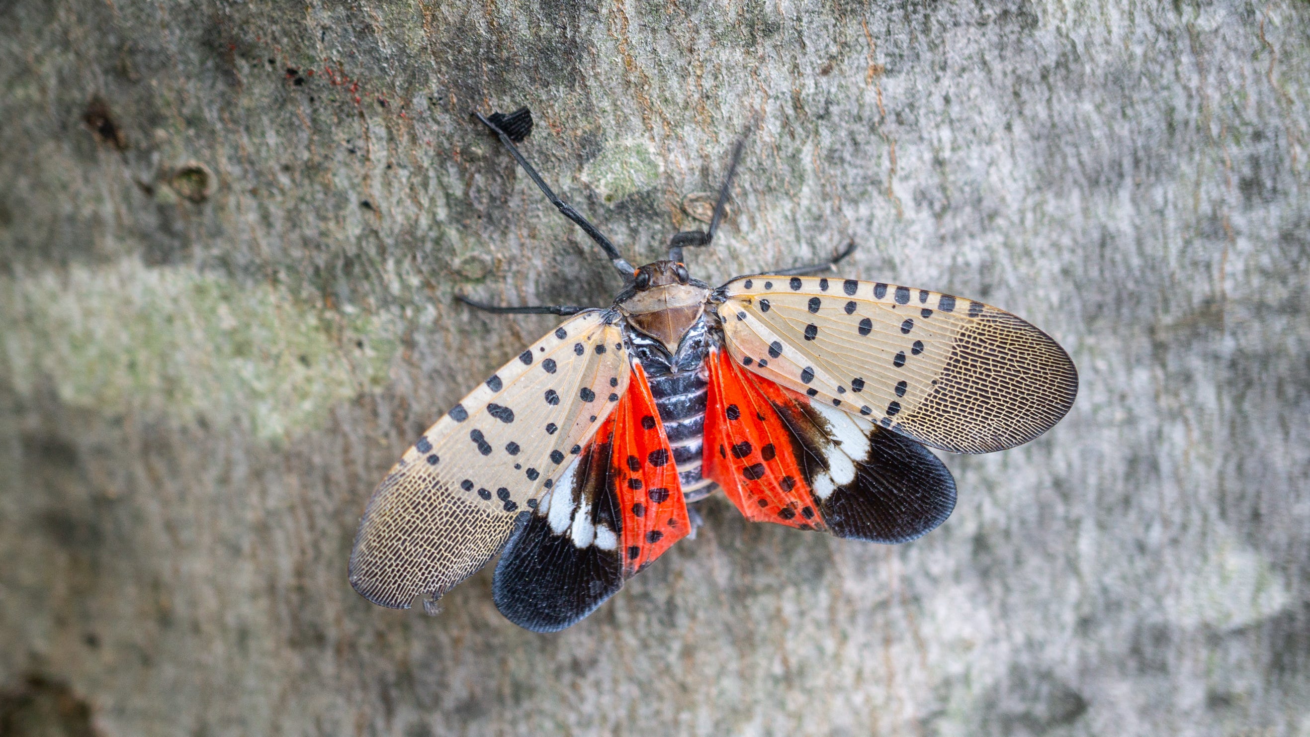 Spotted lanternflies spreading in the US