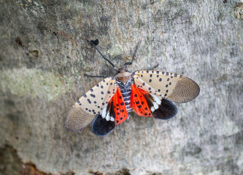 A spotted lanternfly