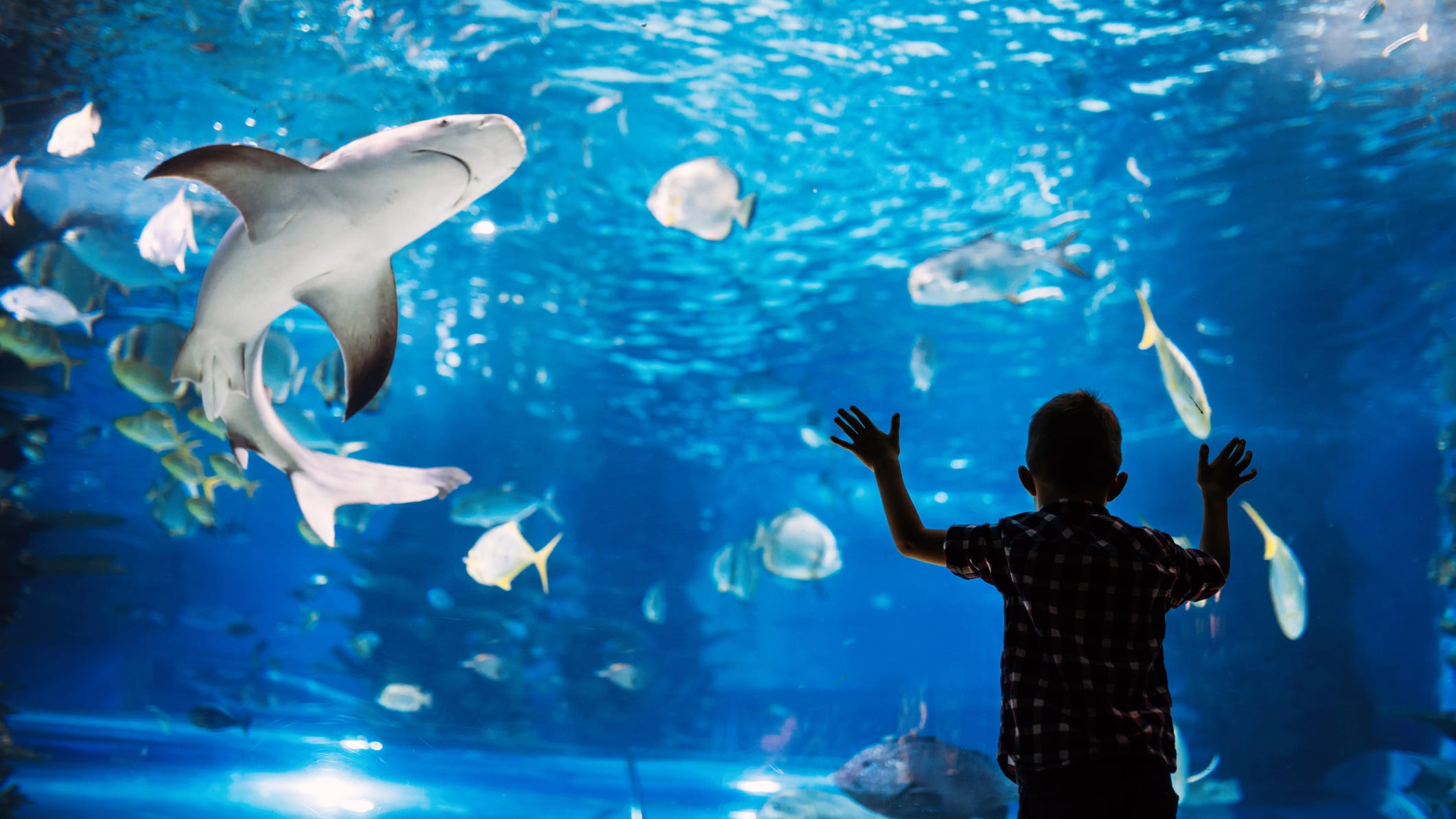 #FindingTheGood: Shedd Aquarium "free days" are back this week