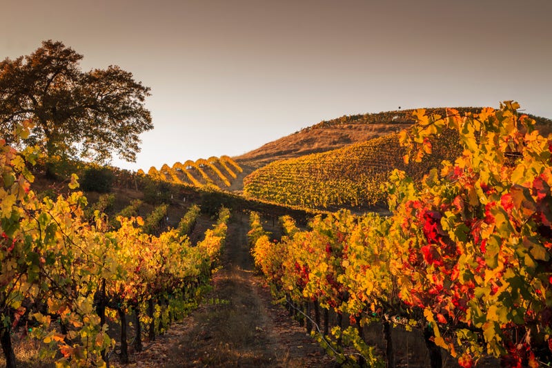 vineyards with fall foliage