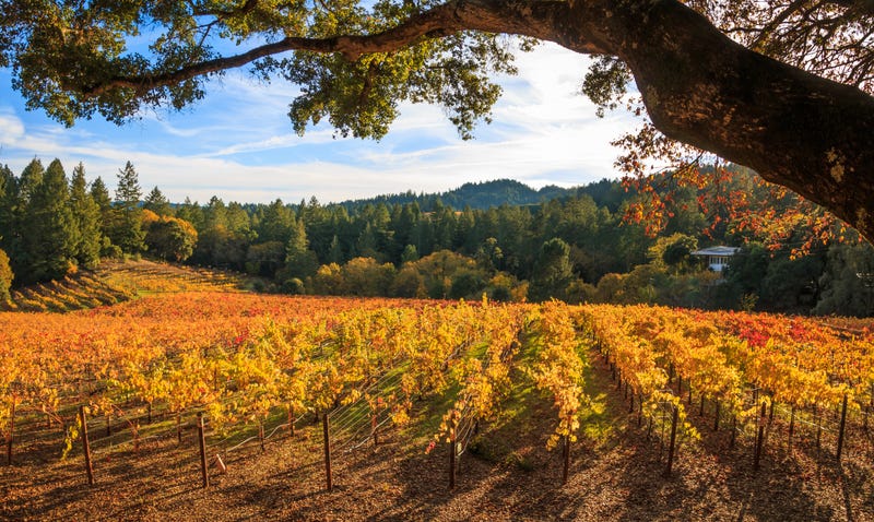 autumn colors in a California vineyard