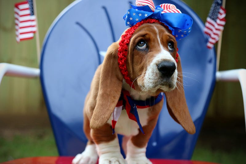 Basset hound puppy with red, white, and blue bow on her head