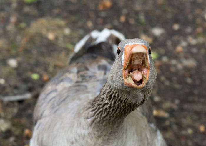 Goose