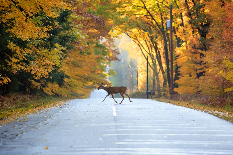 deer