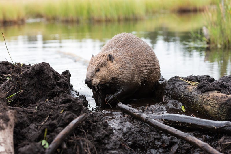 South Barrington taps local company to get rid of busy beavers in non-lethal way