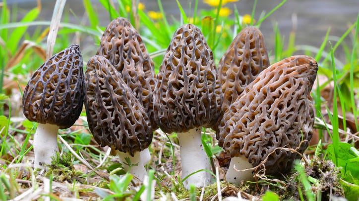 It's 'hunting season' for morel mushrooms in Michigan — What makes this elusive fungus so sought after?