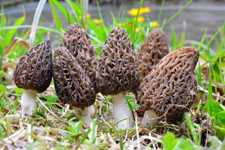 It's 'hunting season' for morel mushrooms in Michigan — What makes this elusive fungus so sought after?