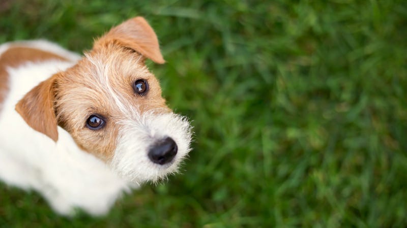 Better Business Bureau warns holiday shoppers of scams linked to purchasing pets online