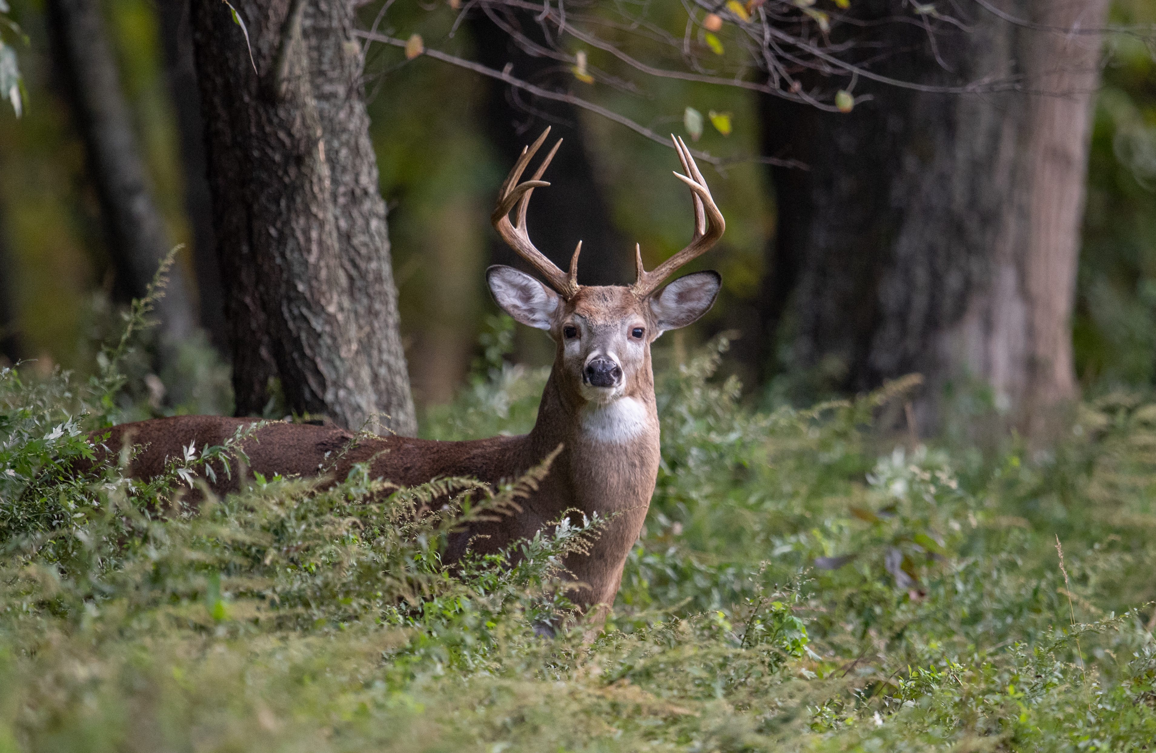 Another change could be coming to deer season in PA