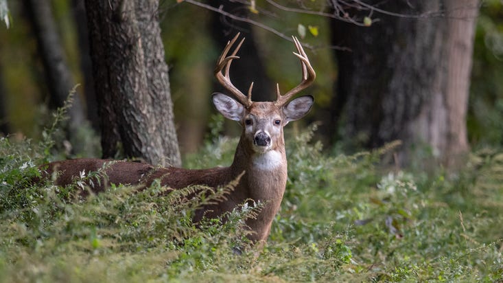 PHOTO: Good luck trying to unsee this ‘sick’ deer’s hairy eyeball