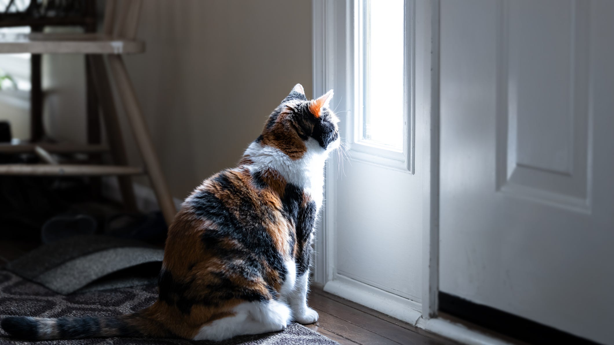 'Guard cat' stops home invasion in Mississippi