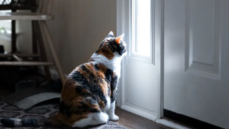 'Guard cat' stops home invasion in Mississippi