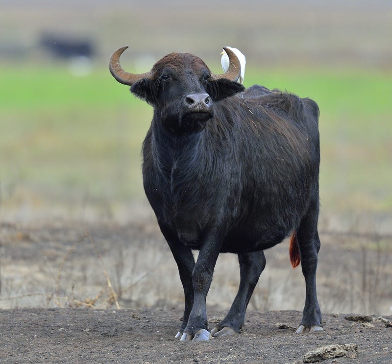 The wild water buffalo with white egret. ( Bubalus arnee), also called Asian buffalo, Asiatic buffalo and Wild Asian Buffalo.