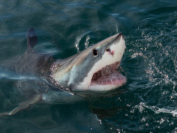 shark