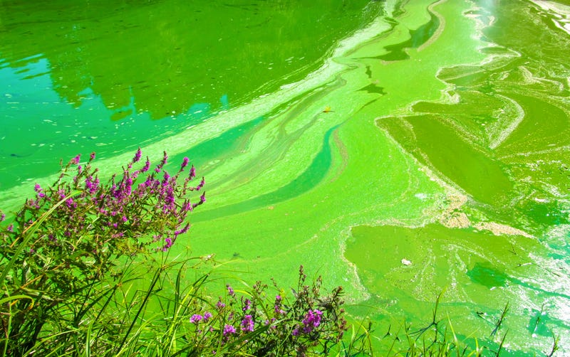 blue-green algae