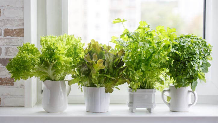 6 House Plants That You Can Use in the Kitchen