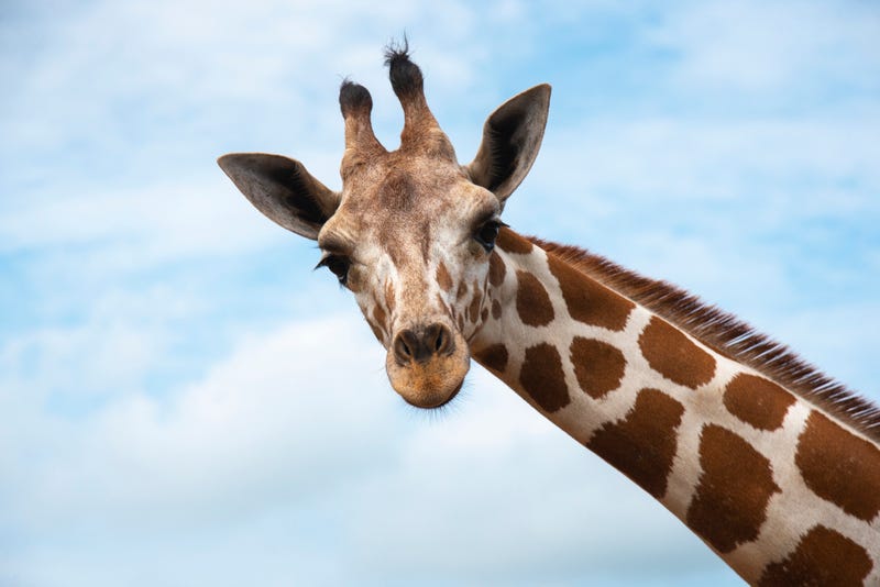 Two giraffe deaths at the Dallas Zoo were not related