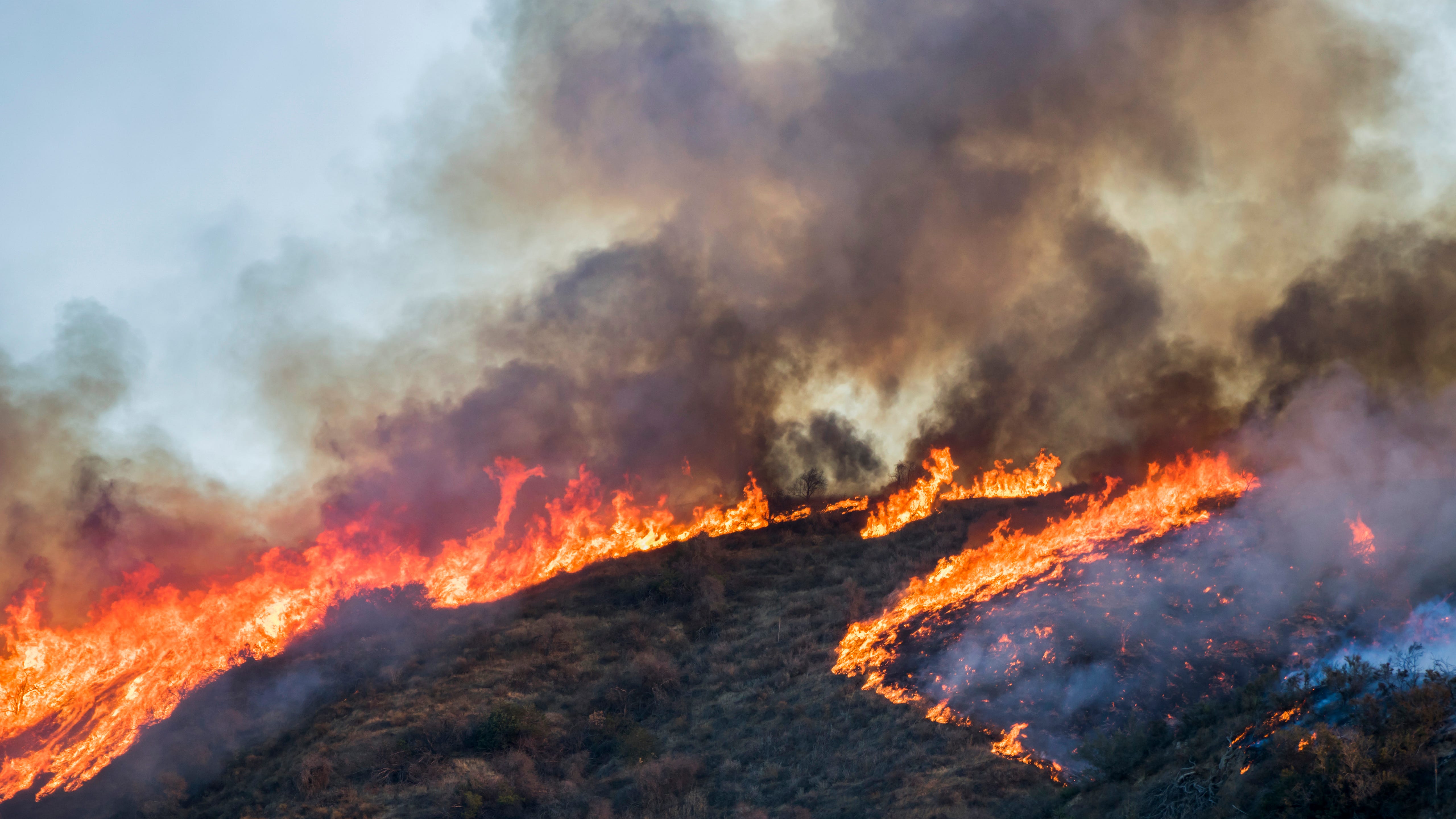 Biden order aims to protect old-growth forests from wildfire