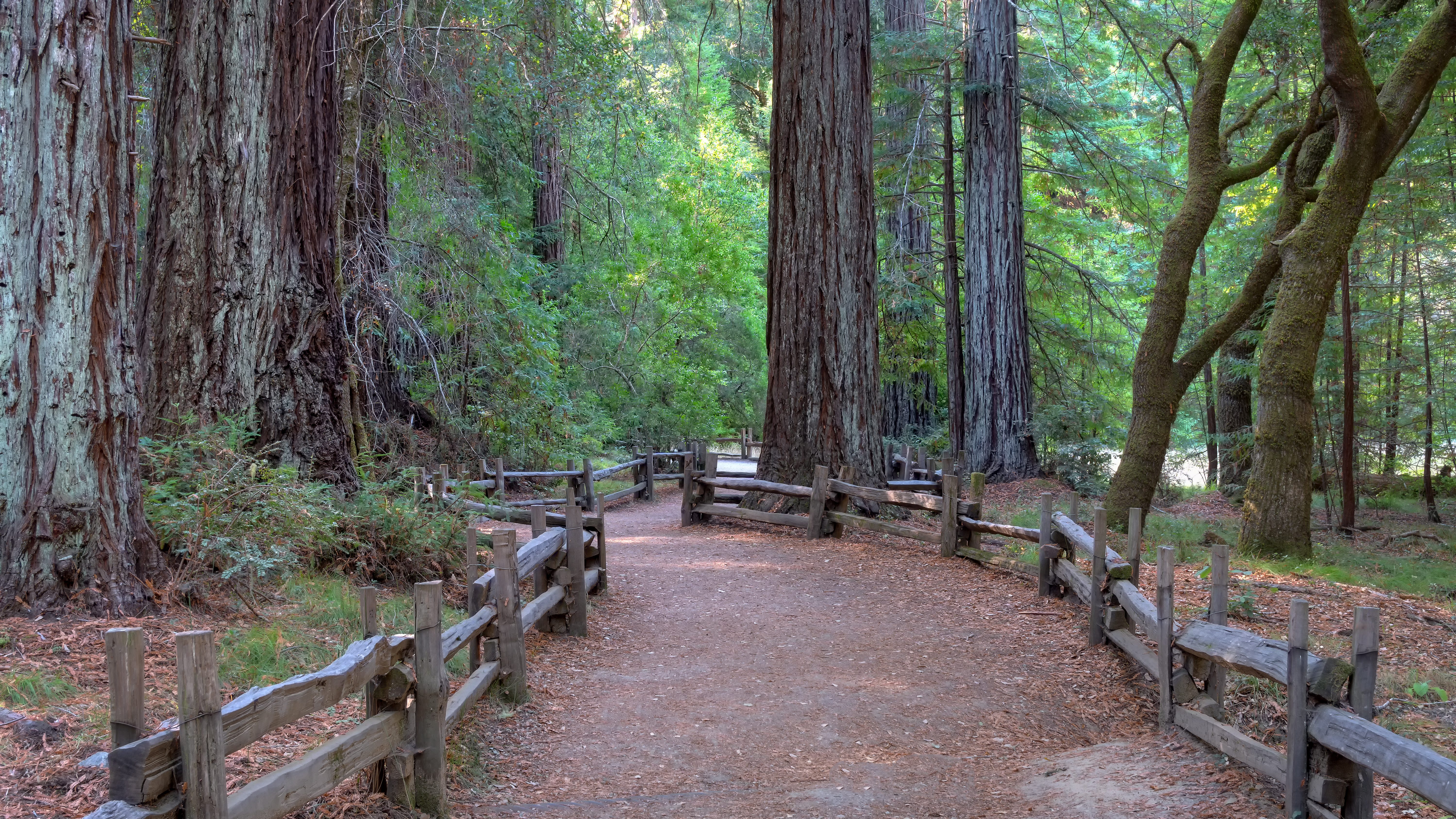 Details on Big Basin Redwood State Park's partial reopening