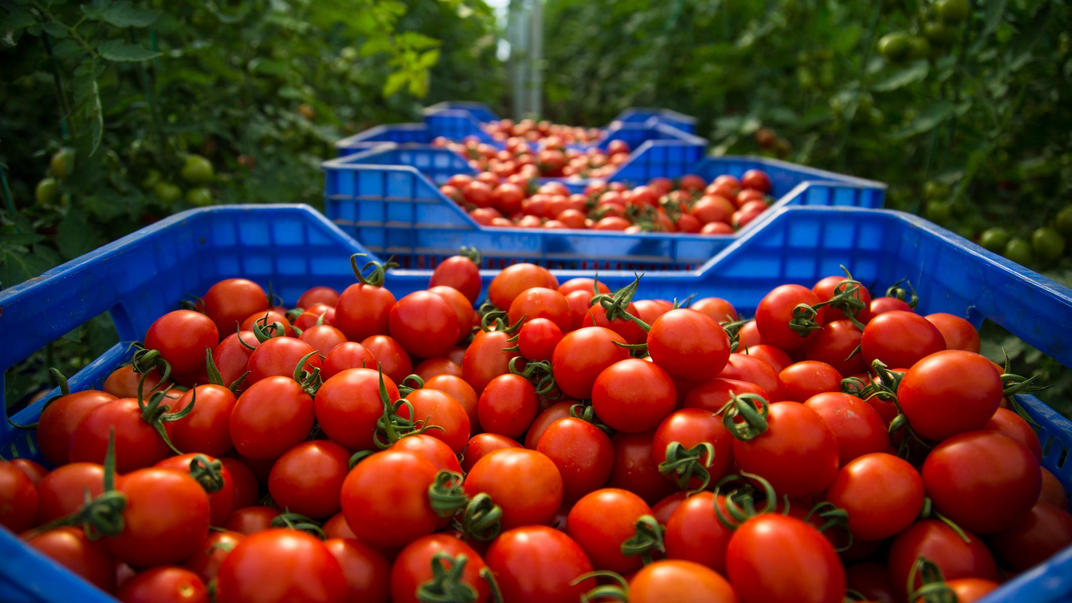 How California drought could lead to higher tomato prices